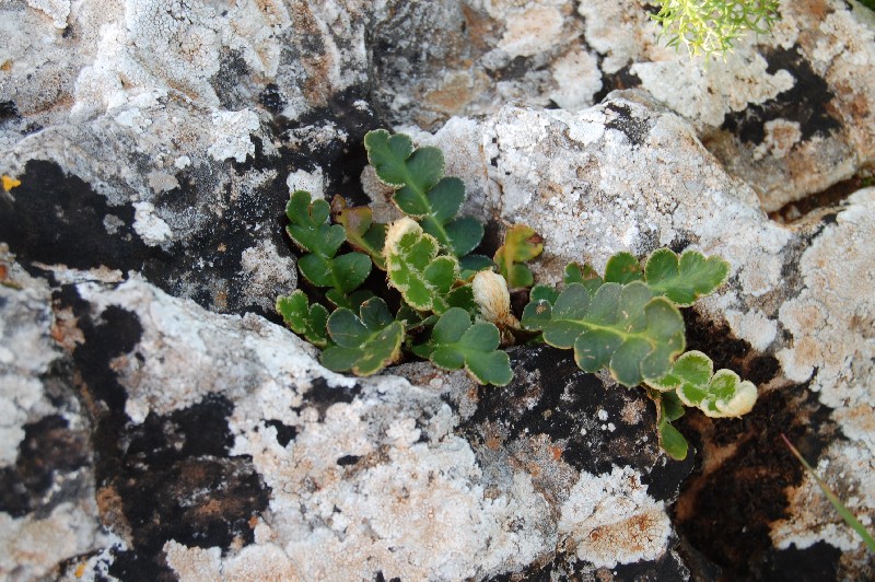 Felci dallo Zingaro: Polypodium sp. e Asplenium ceterach